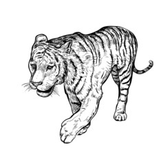 Hand drawn black and white sketch of Tiger. Wild animal. Tiger is a symbol of the 2022 Chinese New Year. Holiday vector illustration of Zodiac Sign of tiger for greeting card, flyer, banner, calendar