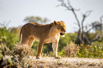 lion walking in the savannah