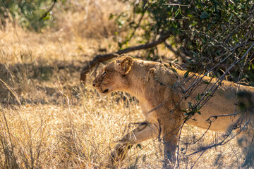 Plakat lion walking in the savannah