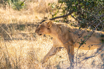 Fototapeta na wymiar lion walking in the savannah