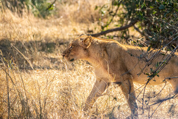 Fototapeta na wymiar lion walking in the savannah