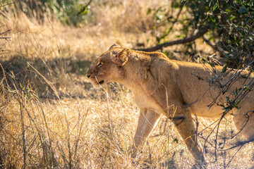 Obraz na płótnie Canvas lion walking in the savannah