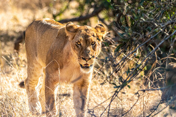 lion walking in the savannah