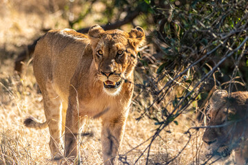 lion walking in the savannah
