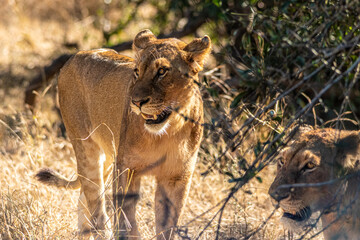 lion walking in the savannah