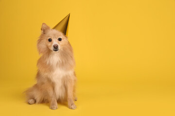 Obraz premium Cute dog with party hat on yellow background, space for text. Birthday celebration