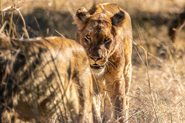 the lion walking in the savannah