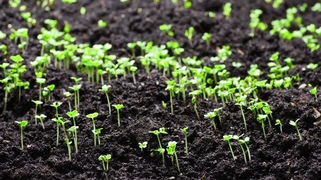 Plants Growing in spring timelapse, 4k concept of the origin of life. Sprouts germination from seeds, newborn cress salad in greenhouse agriculture