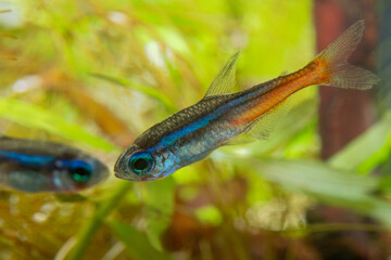 neon tetra (Paracheirodon innesi)