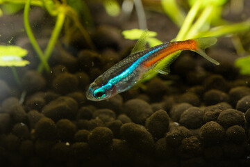 neon tetra (Paracheirodon innesi)