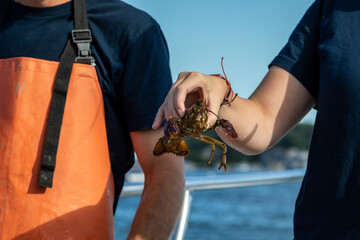 Live Lobster haul and demonstration on a boat in Boothbay Harbor Maine on a sunny summer day
