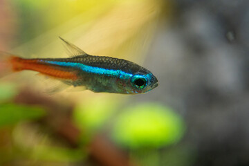 neon tetra (Paracheirodon innesi)