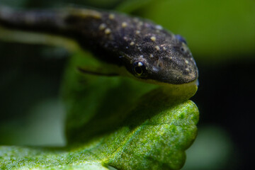 Otocinclus with white spot disease
