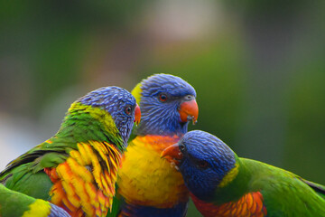 rainbow lorikeet parrot