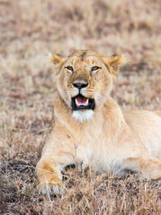 Lioness in Massai Mara, Kenya