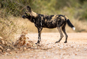 Wild dog in the savannah
