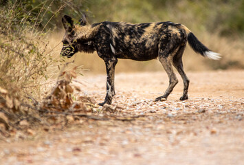 Wild dog in the savannah