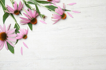 Beautiful echinacea flowers on white wooden table, flat lay. Space for text