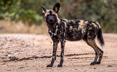 Fototapeta premium Wild dog in the savannah