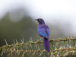 Superb Starling perched in a tree. Taken in Kenya