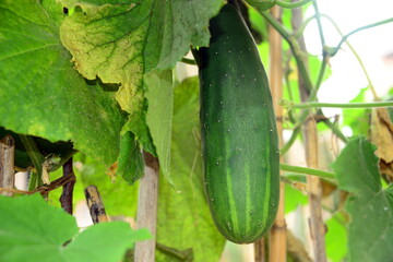 Cucumber is a vegetable belonging to the Cucurbitaceae family, native to eastern and southern Asia. It is a creeping or climbing plant when it finds supports