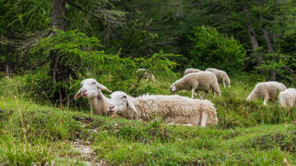 Obraz premium Vrsic mountain pass and a view of the mountains, green areas and sheep.