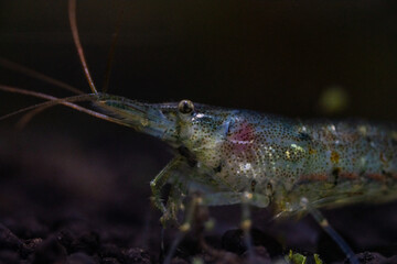 Eating food at the bottom of the tank Freshwater shrimp