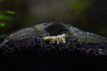 Eating food at the bottom of the tank Freshwater shrimp