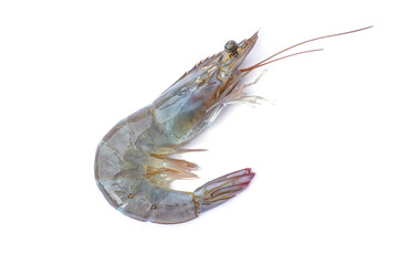 Shrimp isolated on a white background