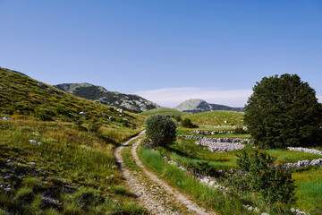 Fototapeta na wymiar Rocky alpine road among grasses, bushes and greenery