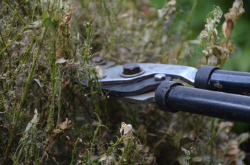 Buchsbaum wegen Z&uuml;nsler entfernen