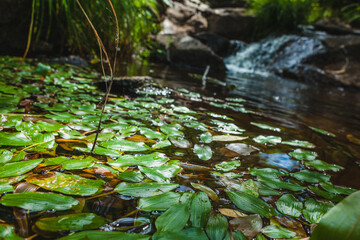 Water lily leaves on a small mountain river