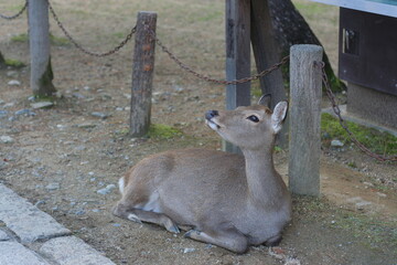 ある晴れた日の奈良公園の鹿