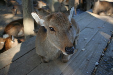 ある晴れた日の奈良公園の鹿