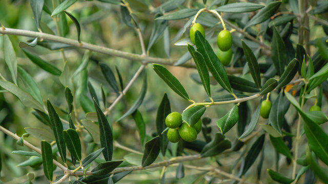Olives on the olive tree. Close up.