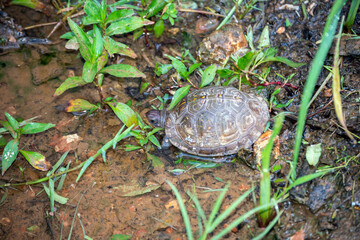 A close up of a turtle walking into a puddle of water in Missouri. Bokeh effect.