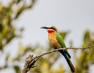 bee eater perched on branch