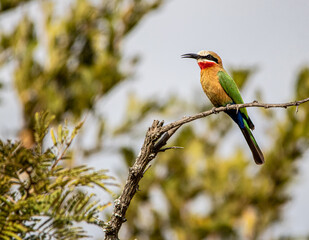 bee eater perched on branch
