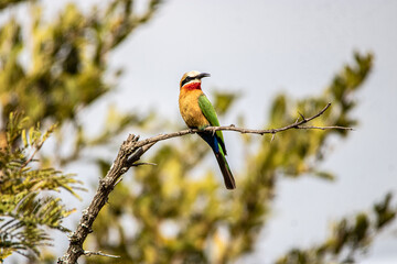 bee eater perched on branch