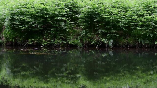 Eagle fern at a forest pond shore, detail, summer, june, (pteridium aquilinum), germany
