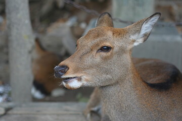 しかせんべいを求めてさまよい歩く奈良公園の鹿