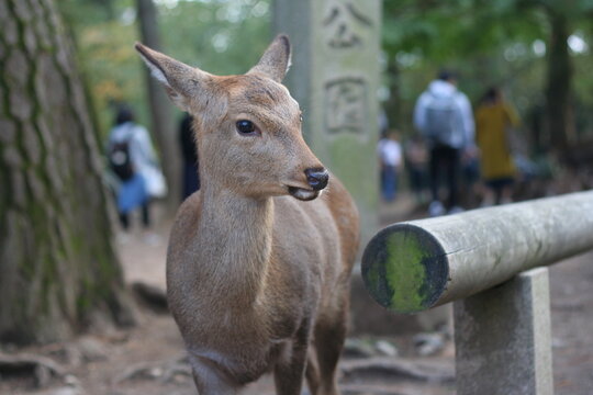 42 145 Best Hinds Images Stock Photos Vectors Adobe Stock