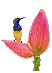 Bird and banana flower