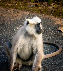 Young Gray Langur chilling in Jim Corbett, India