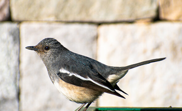 Oriental Magpie Robin relaxing in Jim Corbett National Park, India