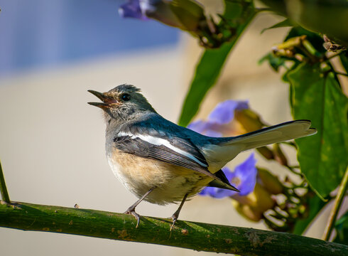 Oriental Magpie Robin singing in Jim Corbett National Park, India