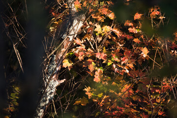Autumn forest, with colorful leaves abstract background. 