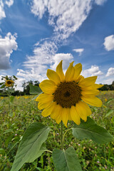 Sunflower field landscape close-up