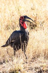Southern Ground-Hornbill in the wild