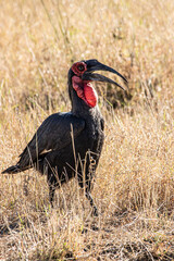Southern Ground-Hornbill in the wild